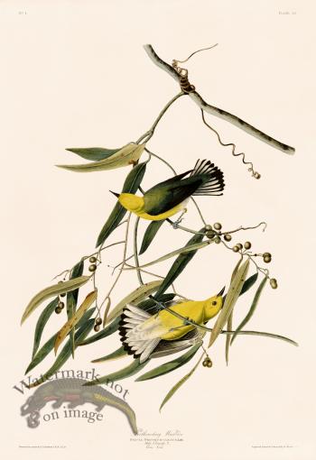 003 Prothonotary Warbler